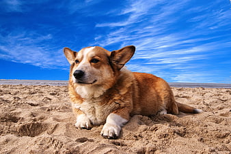 Pembroke Welsh Corgi Lying on Sandy Beach Under Blue Sky