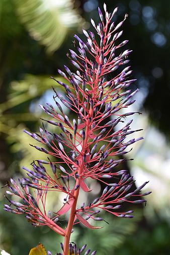 Vibrant Pink and Purple Bromeliad Flower Close-Up