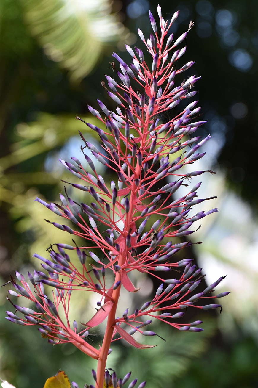 Vibrant Pink and Purple Bromeliad Flower Close-Up
