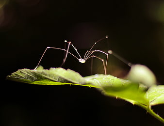 Macro photography of a harvestman spider on a green leaf