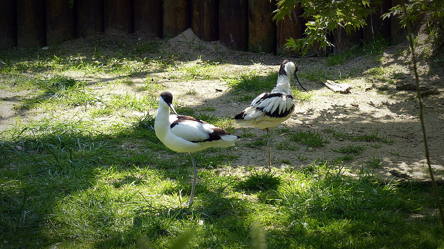 Two Pied Avocets Standing on Grass in Sunlight