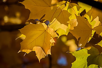 Golden maple leaves backlit by autumn sunlight
