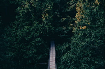 Aerial view of wooden suspension bridge in dark forest