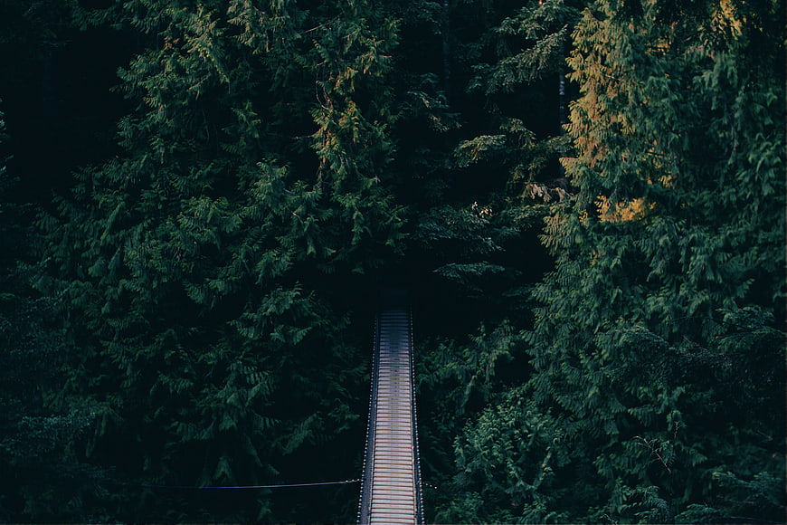 Aerial view of wooden suspension bridge in dark forest