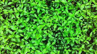 Top View of Lush Green Leafy Ground Cover Plants