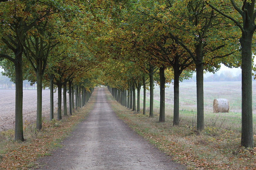Autumn tree-lined country road with hay bale