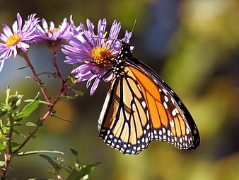 Monarch Butterfly Feeding on Purple Aster Flower