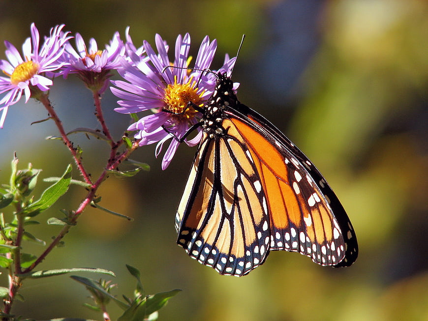 Monarch Butterfly Feeding on Purple Aster Flower