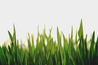 Close-up of Green Grass Blades Against White Background
