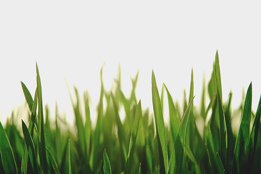 Close-up of Green Grass Blades Against White Background