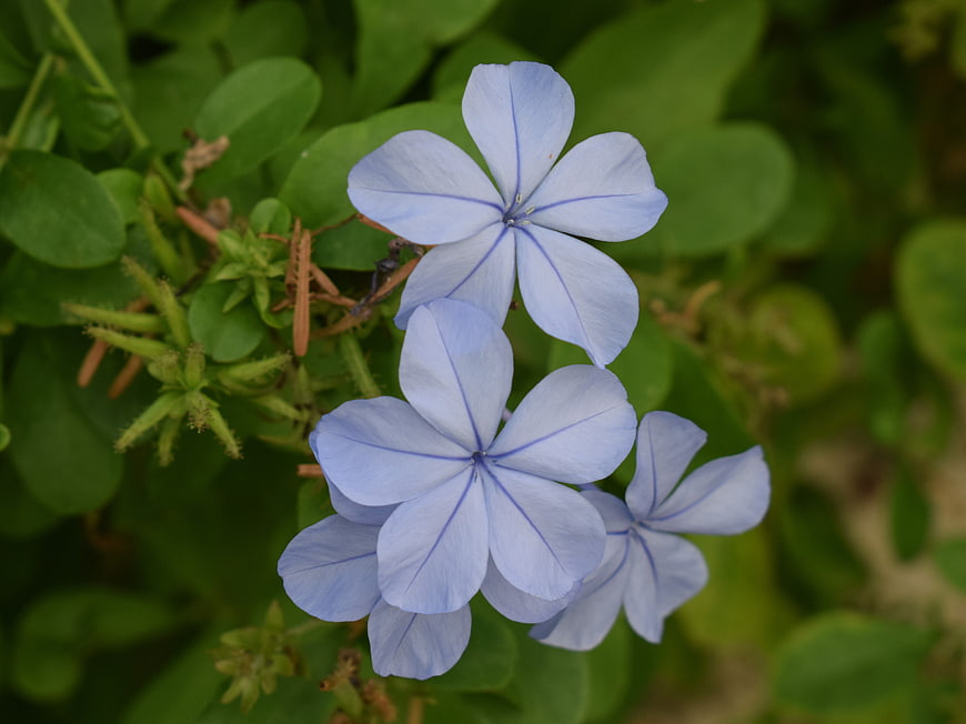 Close-up of delicate light blue plumbago flowers