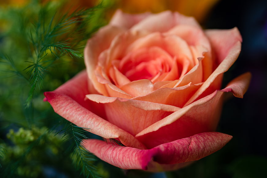 Close-up of a vibrant pink rose with green foliage background