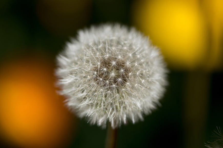 Close-up of a white dandelion seed head with blurred yellow background