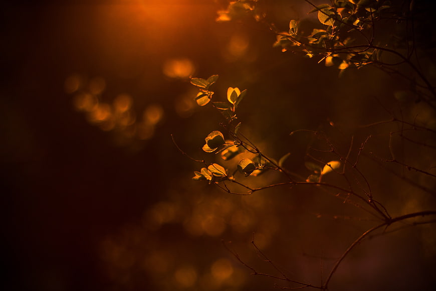 Golden sunlight illuminating leaves on a branch with bokeh background