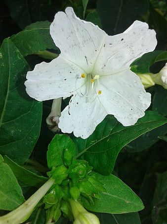 Close-up of White Four O'Clock Flower with Green Leaves