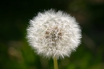 Close-up of a white dandelion seed head against a blurred green background