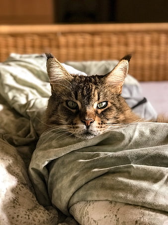 Cute Tabby Cat Sleeping Under Blanket