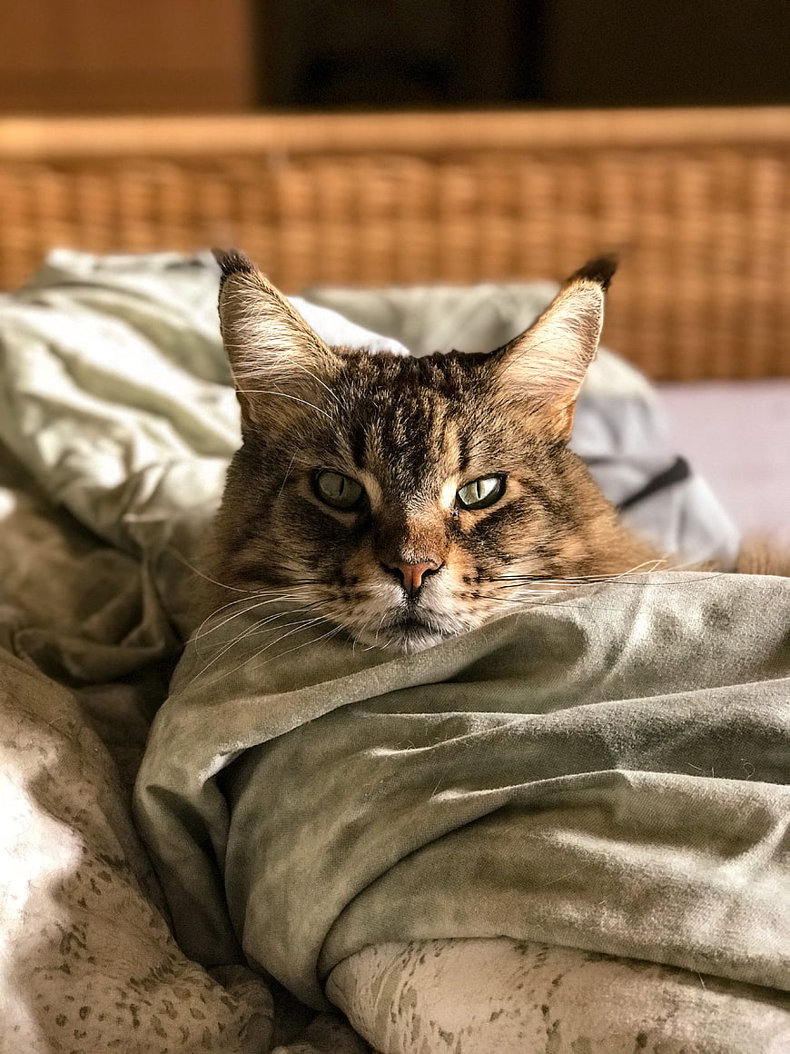 Cute Tabby Cat Sleeping Under Blanket