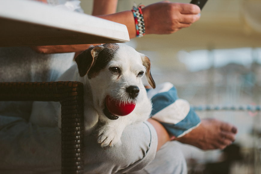 Cute puppy with red ball resting on owner's lap