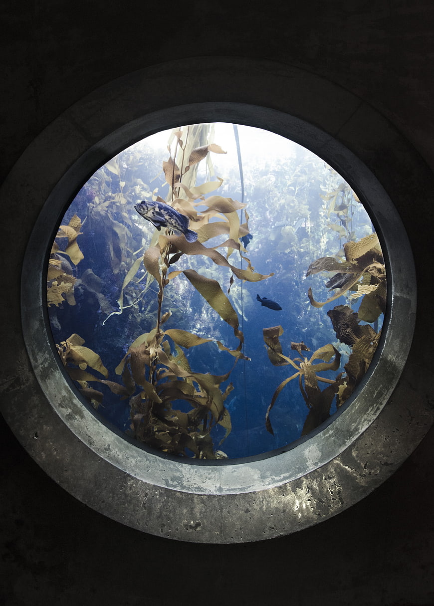 Underwater View Through Circular Aquarium Window with Kelp and Fish
