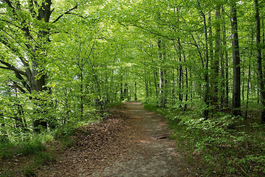 Sunlit Forest Path in Lush Green Deciduous Woods