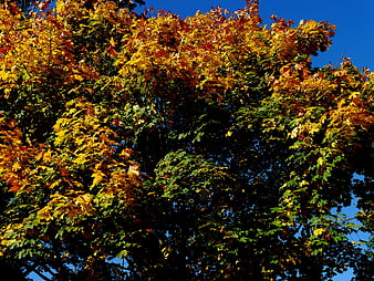 Vibrant autumn maple leaves against a deep blue sky