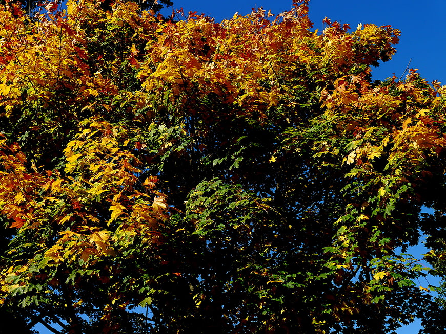 Vibrant autumn maple leaves against a deep blue sky
