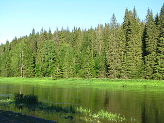Serene River Landscape with Dense Green Forest and Blue Sky