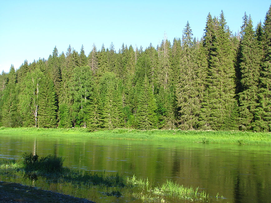 Serene River Landscape with Dense Green Forest and Blue Sky