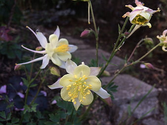 Pale Yellow Columbine Flowers in Garden