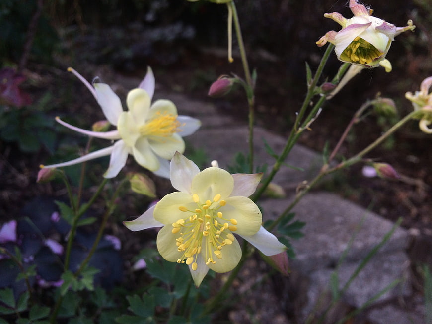Pale Yellow Columbine Flowers in Garden