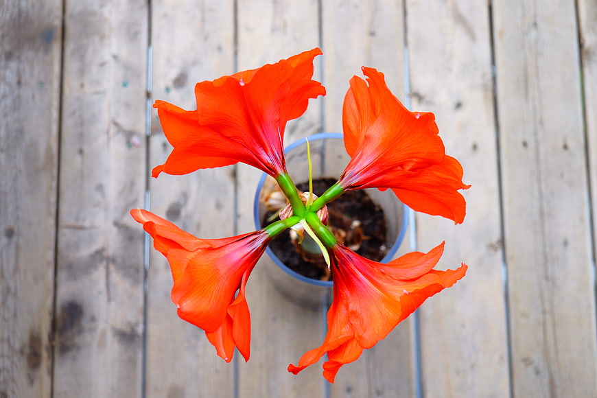 Top View of Vibrant Orange Amaryllis Flowers in Pot