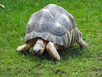 Radiated Tortoise Walking on Green Grass