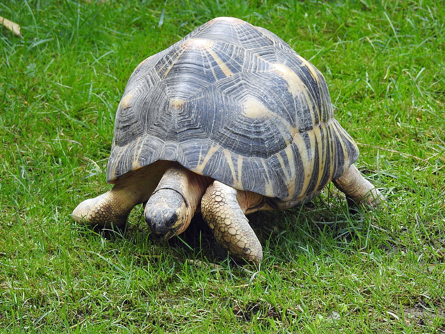 Radiated Tortoise Walking on Green Grass