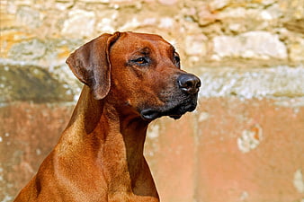 Portrait of a Rhodesian Ridgeback Dog Against Stone Wall