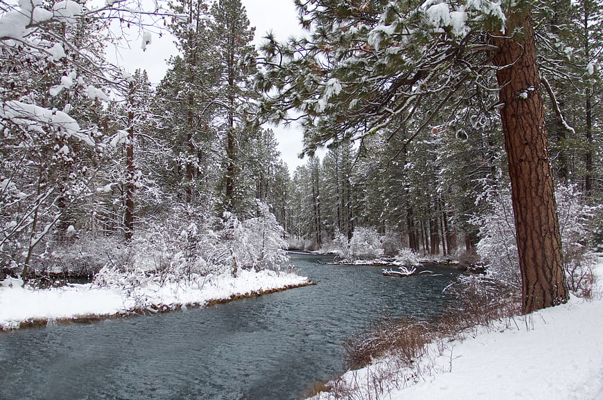 Snowy River Flowing Through Winter Pine Forest