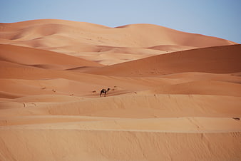 Lone camel walking across vast orange sand dunes in desert