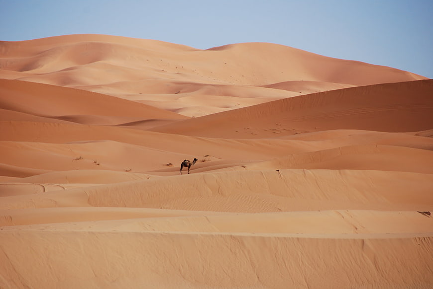 Lone camel walking across vast orange sand dunes in desert