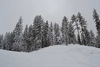 Snow-covered pine forest on a winter hill