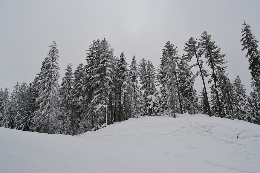 Snow-covered pine forest on a winter hill