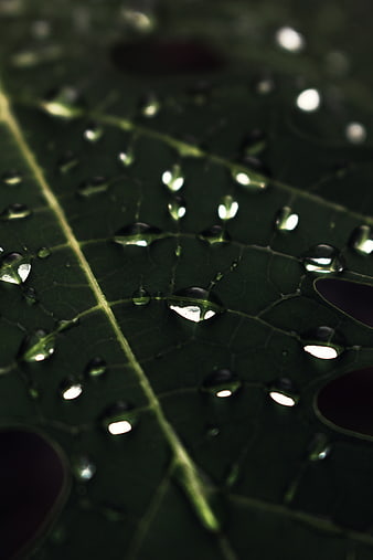 Macro photography of water droplets on a green leaf