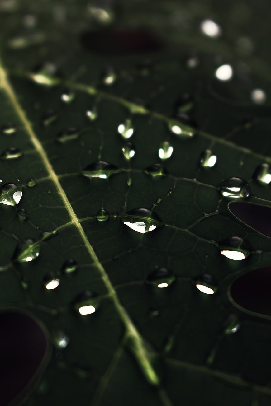 Macro photography of water droplets on a green leaf