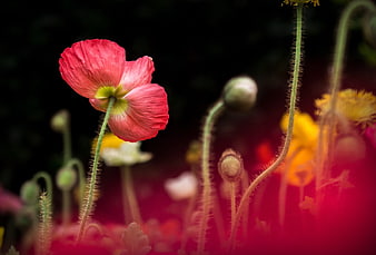 Vibrant Red Poppy Flower in Dark Garden Setting