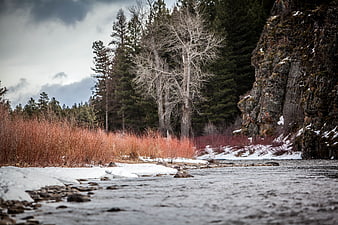 River flowing through snowy forest with reddish reeds and rocky cliffs