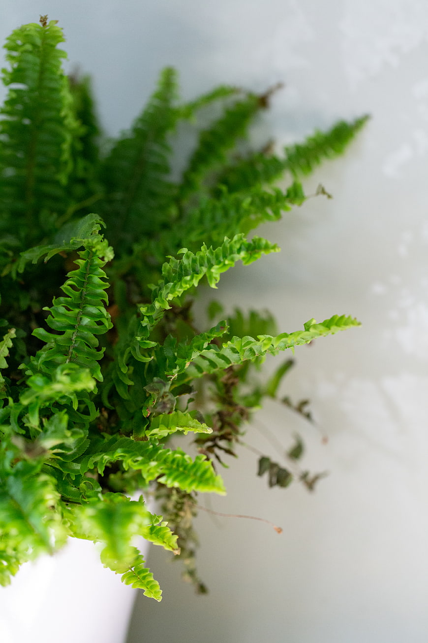 Close-up of lush green fern fronds in a white pot