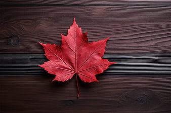 Red Maple Leaf on Dark Wood Background