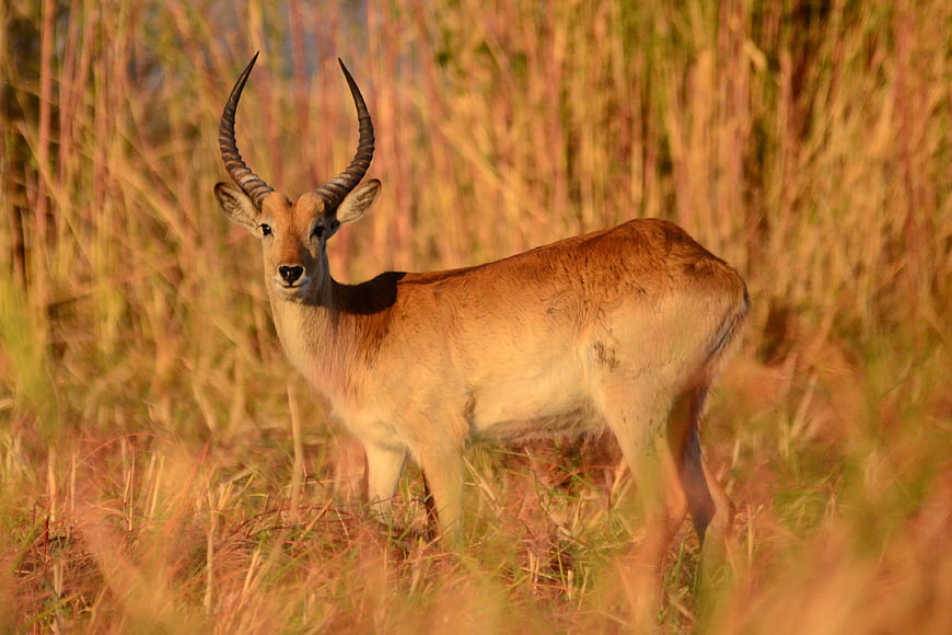 Male Waterbuck Antelope in Golden Grassland