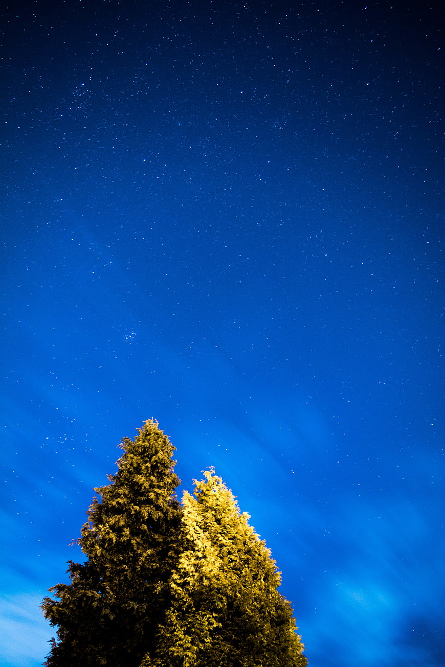 Night Sky with Stars and Illuminated Pine Trees