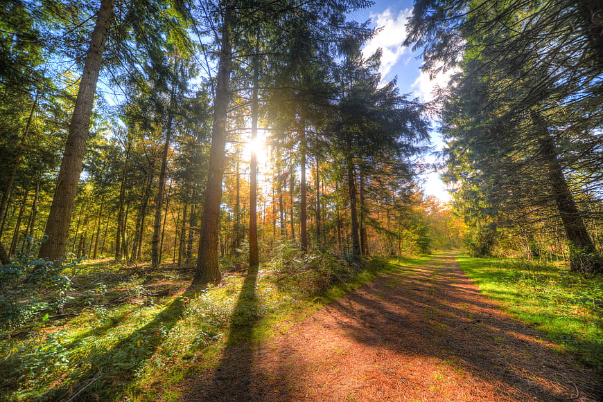 Sunlit Forest Path in Autumn with Tall Pine Trees