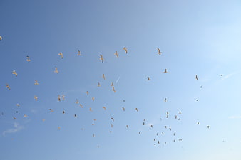 Flock of Seagulls Flying Against Clear Blue Sky